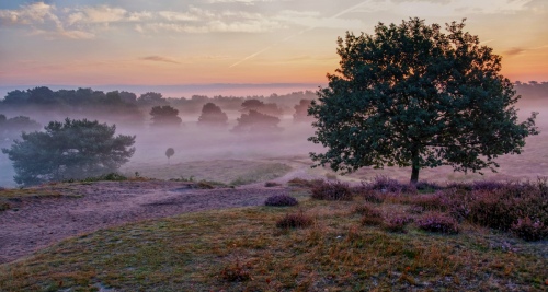 heathland