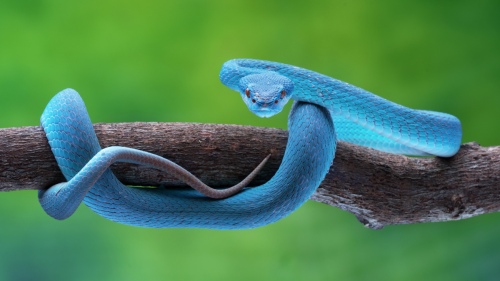  Blue Pit Viper