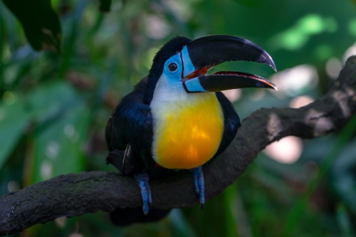 Channel billed Toucan