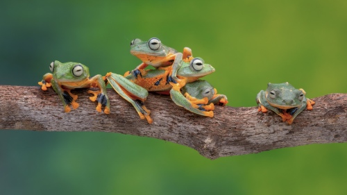 Frogs playing leapfrog