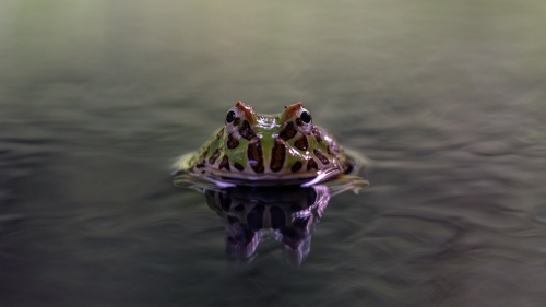 Harmony with nature