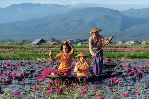  Lotus Pickers