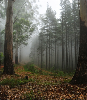green forest