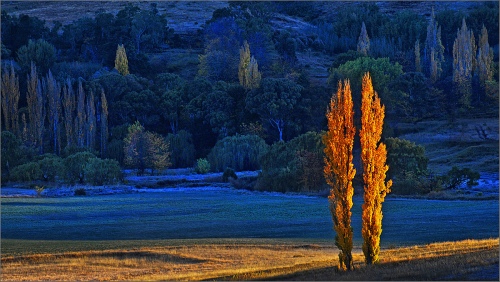 poplars valley
