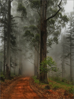 road to the forest