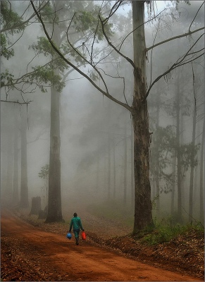 walking through the forest