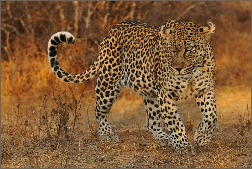 busy searching