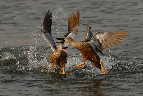 cape shoveller in action
