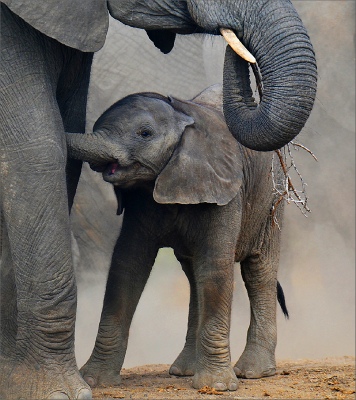feeding elephant
