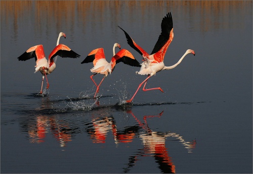 flamingo on the run