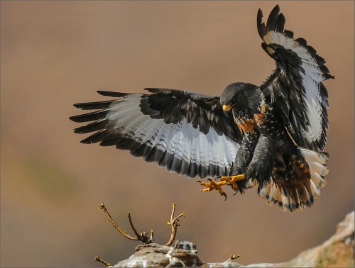 jackal buzzard landing