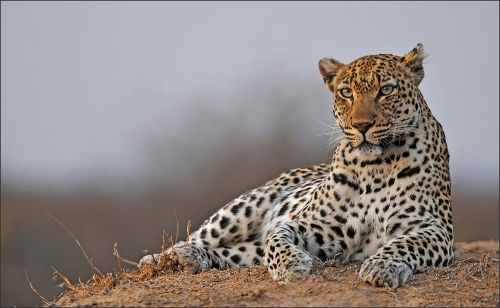 leopard looking