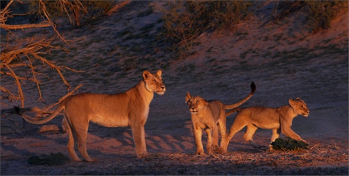 lions pride