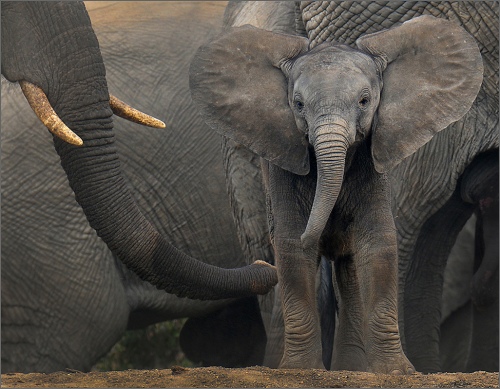young elephant