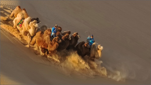 camels race