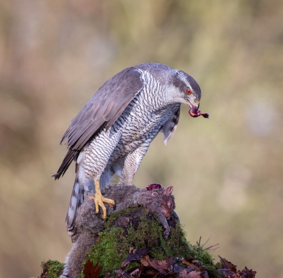  Goshawk with Squirrel Prey