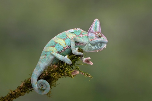  Veiled Chameleon