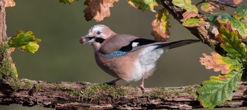 Jay with Acorn