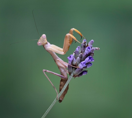 Nigerian Mantis