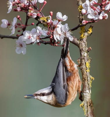 Nuthatch in Cherry Blossom with Nut