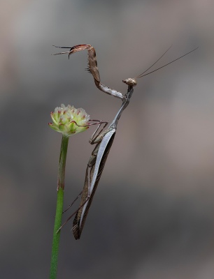 Stick Mantis