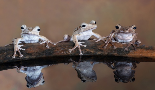 Three Tree Frogs sitting on a Log
