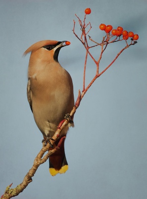 Waxwing with Berry