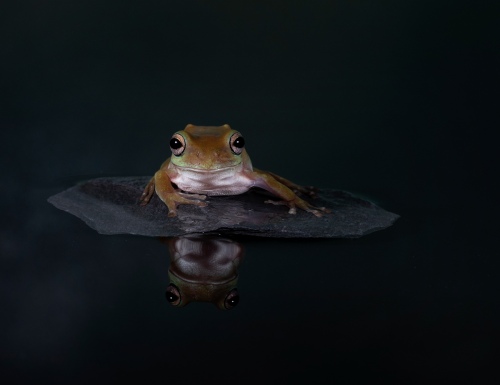 White Tree Frog Reflection