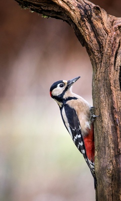 Woodpecker