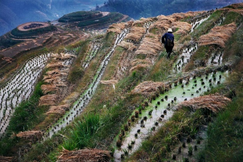 RICE FIELD
