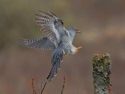  Cuckoo Landing