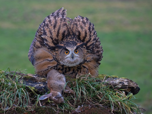  Eagle Owl Protecting Prey
