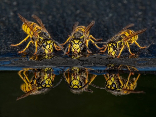 Drinking Wasps