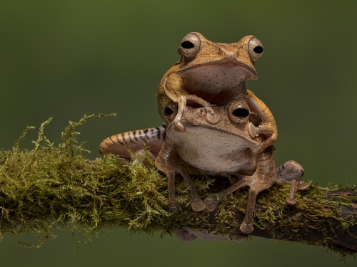 File Eared Frogs