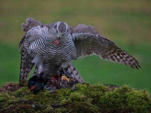 Goshawk With Mallard