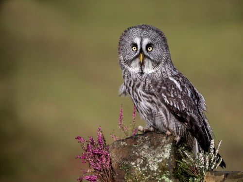Great Grey Owl
