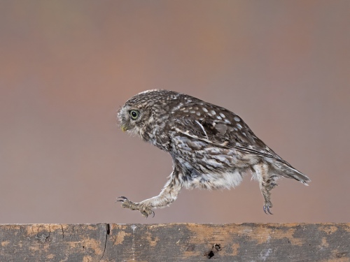 Little Owl Running