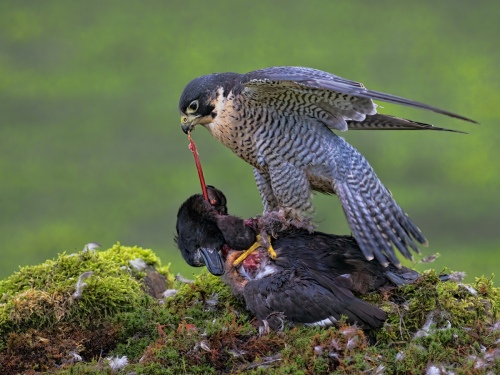 Peregrine Falcon eating Prey