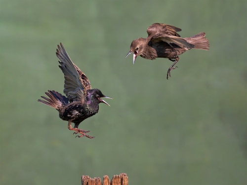 Starlings Arguing