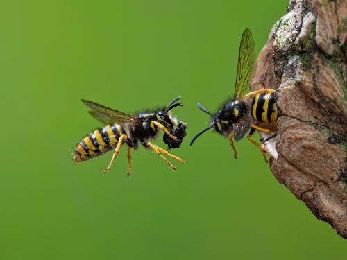 Wasp Returns To Nest
