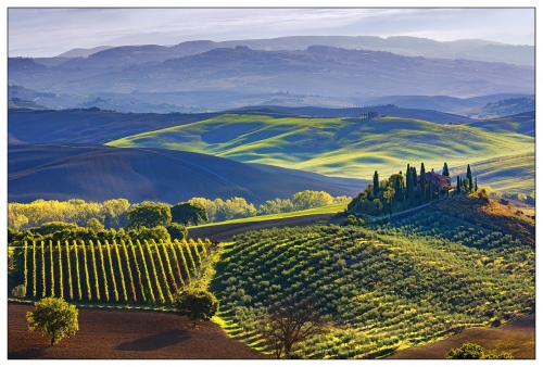 Val dOrcia Vineyard