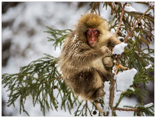  Cold Winter
