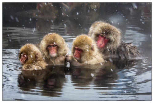  Snow Monkeys