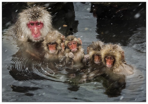 Family Gathering