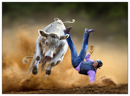 Dashing Bull
