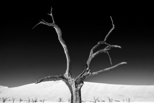 Deadvlei 10