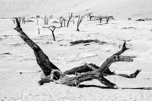 Deadvlei 2