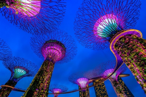  Big Trees of SG