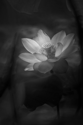 Lotus in White